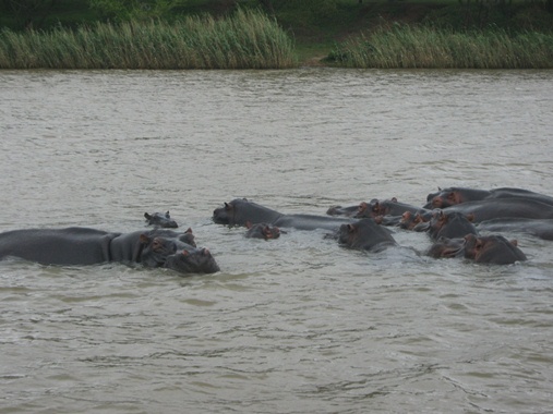Nijlpaarden in lake St Lucia